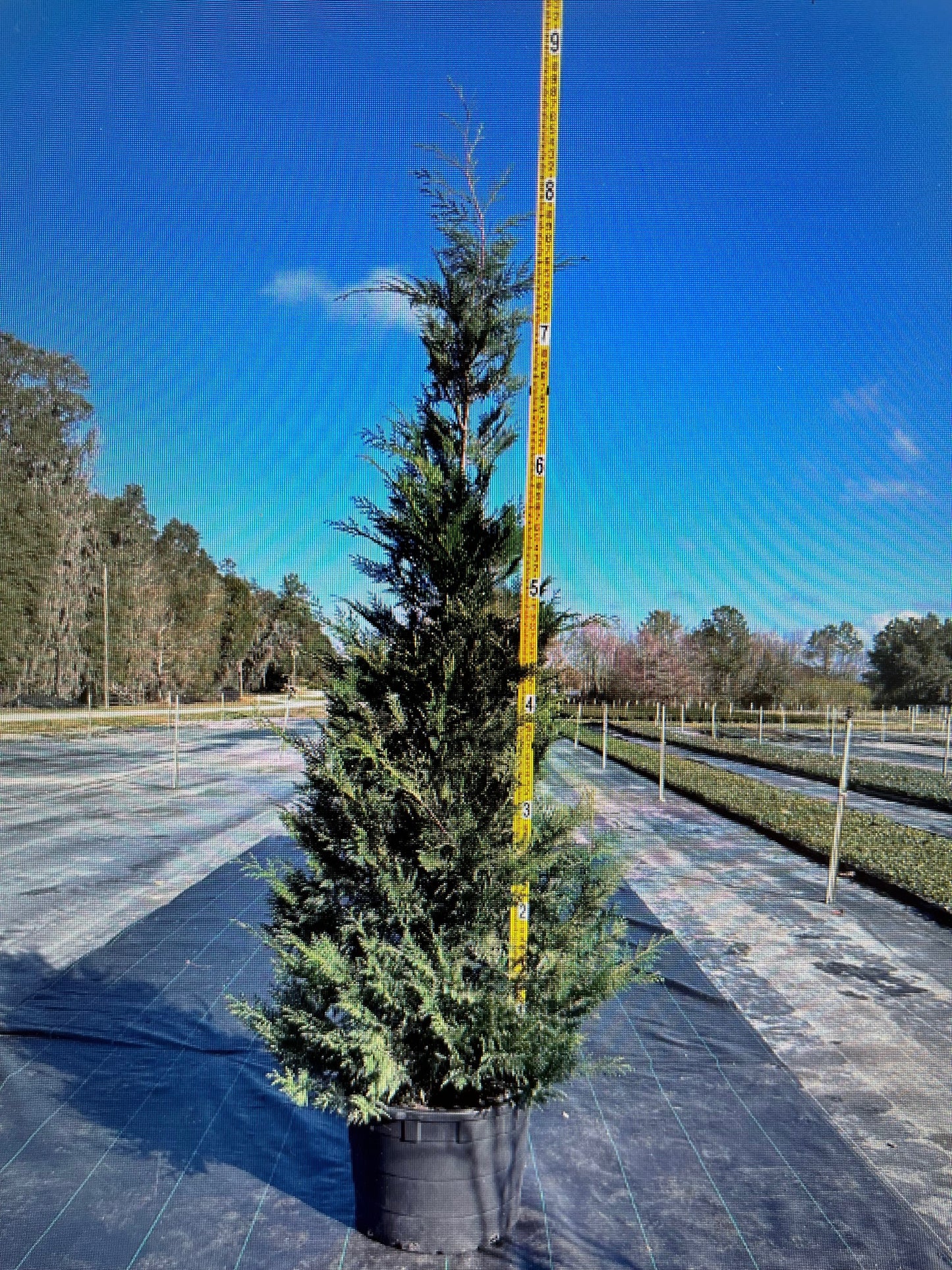 8-9 Foot Leyland Cypress (30 gallon)