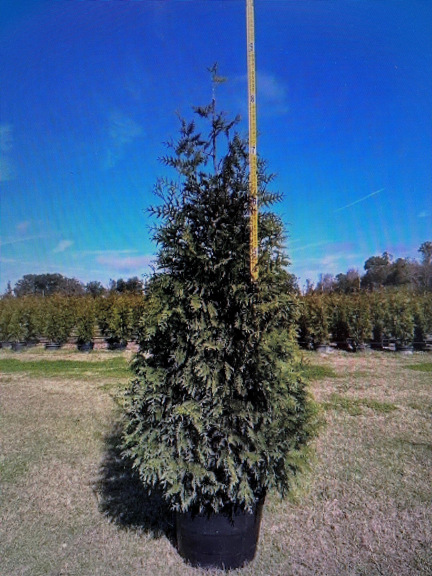 7-8 Foot Green Giant Arborvitae (30 gallon)