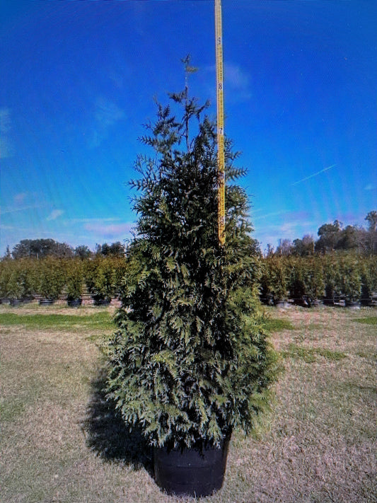 7-8 Foot Green Giant Arborvitae (30 gallon)