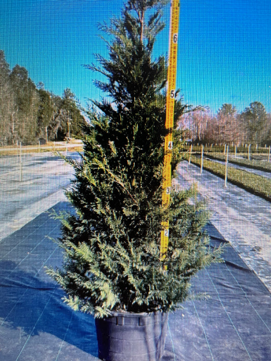 6-7 Foot Leyland Cypress (15 gallon)